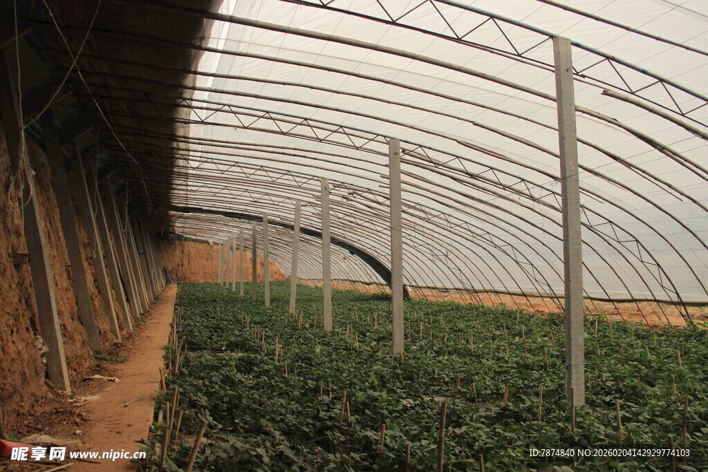 温室大棚内的绿色植物