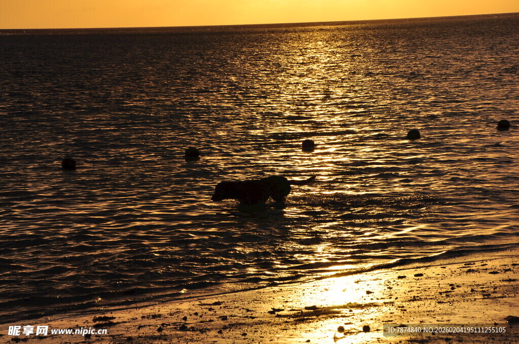 夕阳下波光粼粼的海面