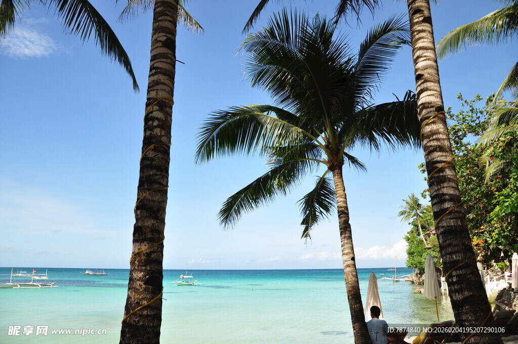 热带海边的椰树美景