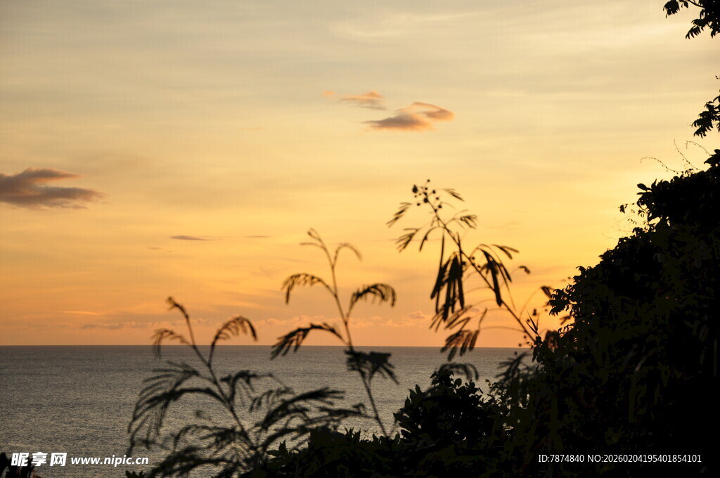 海边黄昏下的植物剪影