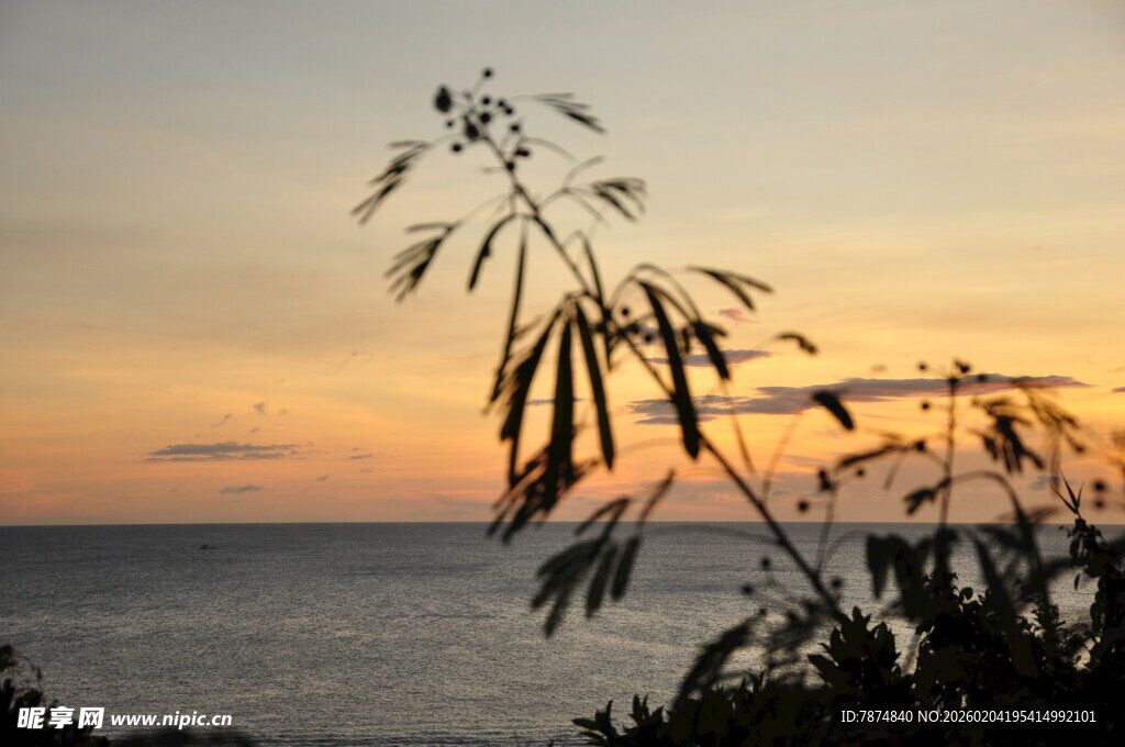 海边夕阳下的植物剪影