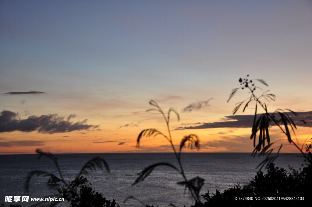 海边日落植物剪影美景