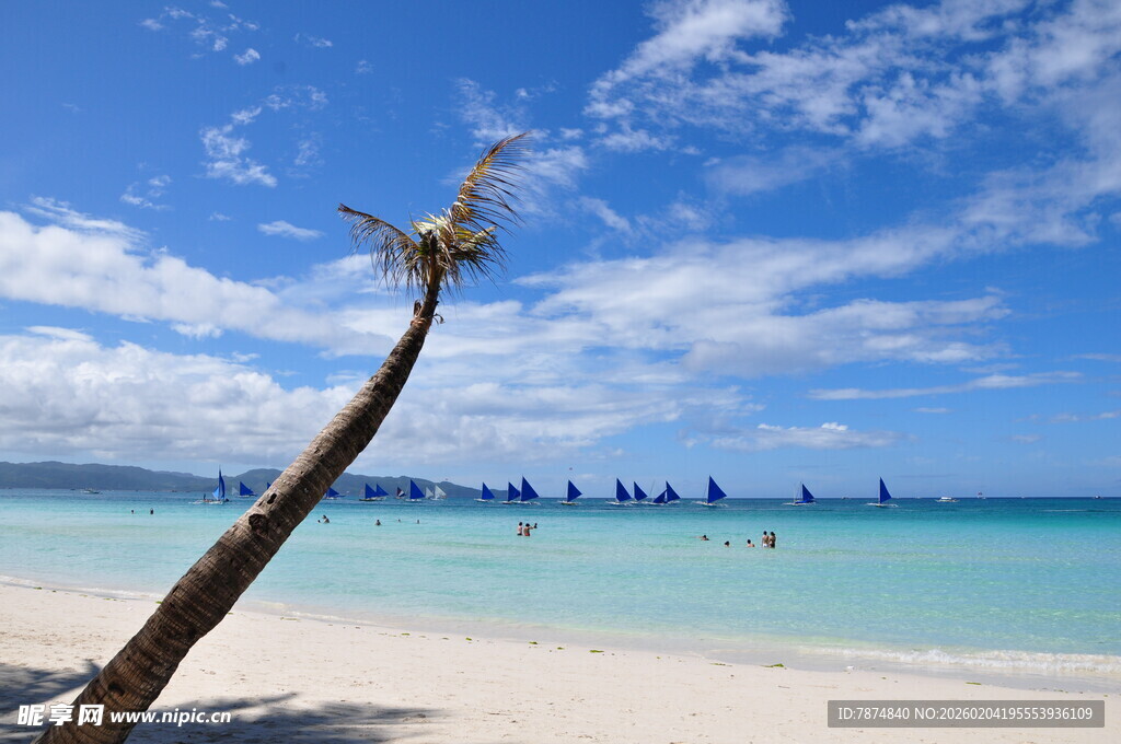 椰树斜立的美丽海滨风光