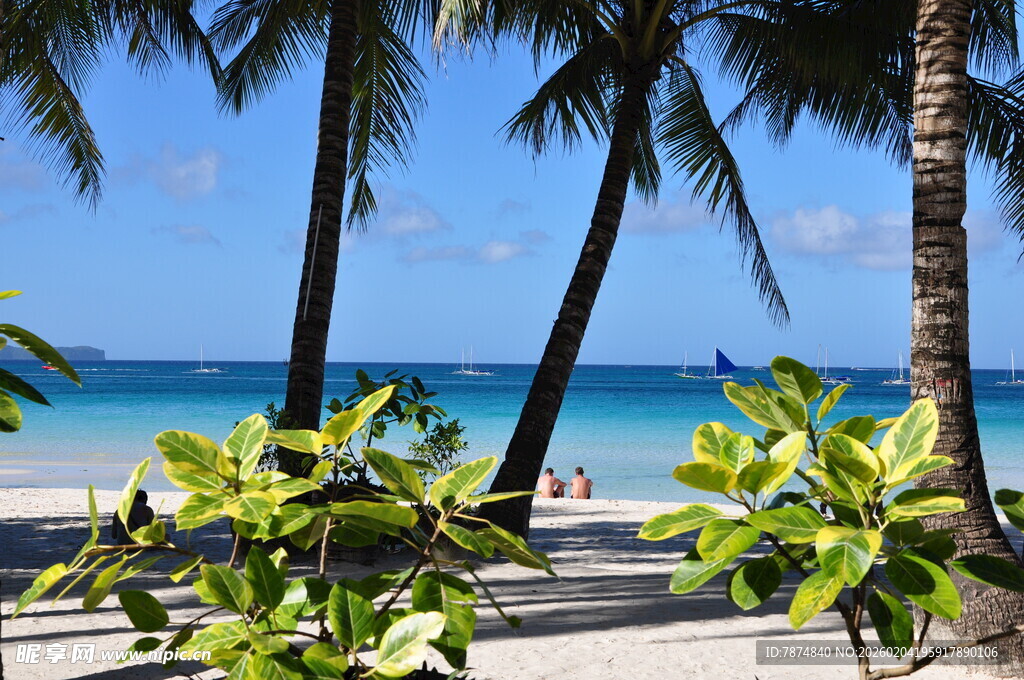热带海滨风光 椰树绿植相伴