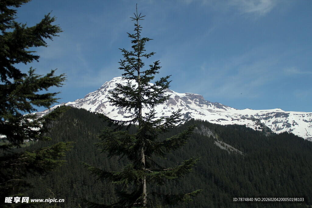 雪山下的挺拔松树
