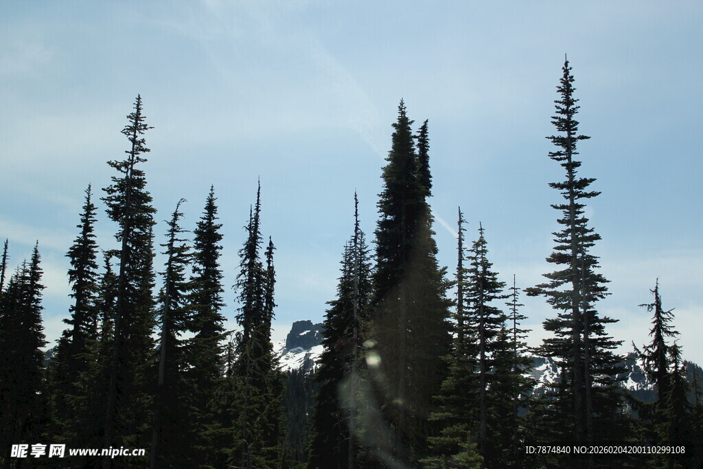 挺拔松树林立的自然景致