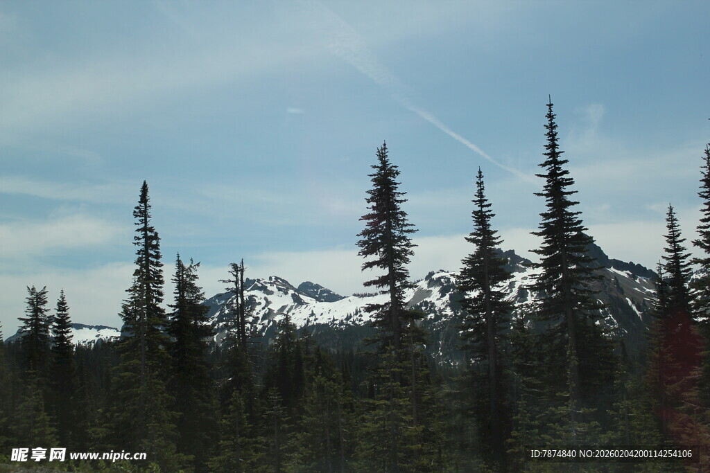 山林中的挺拔松树
