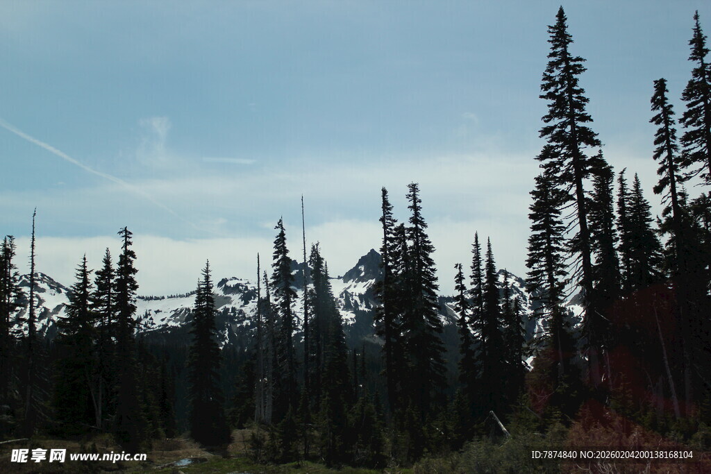 森林中的挺拔树木景观