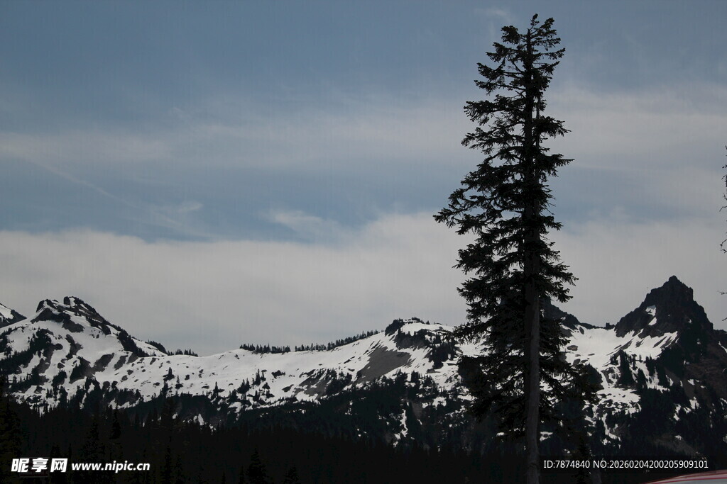 雪山旁的挺拔松树