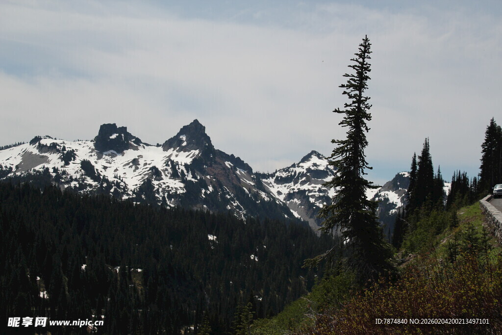 雪山旁的挺拔树木景观