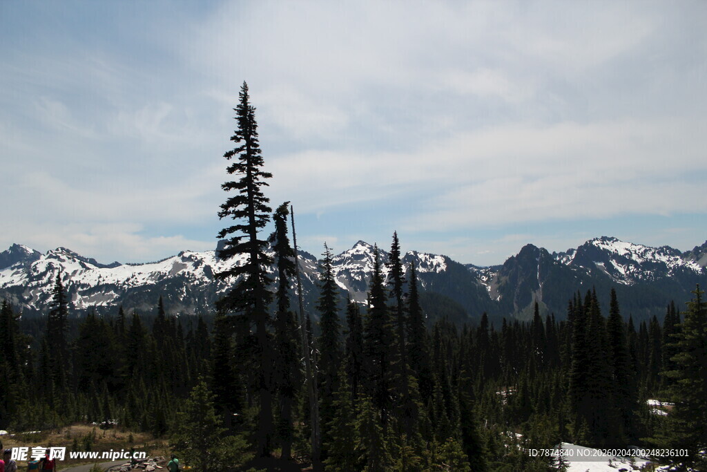 山林雪景中的挺拔树木