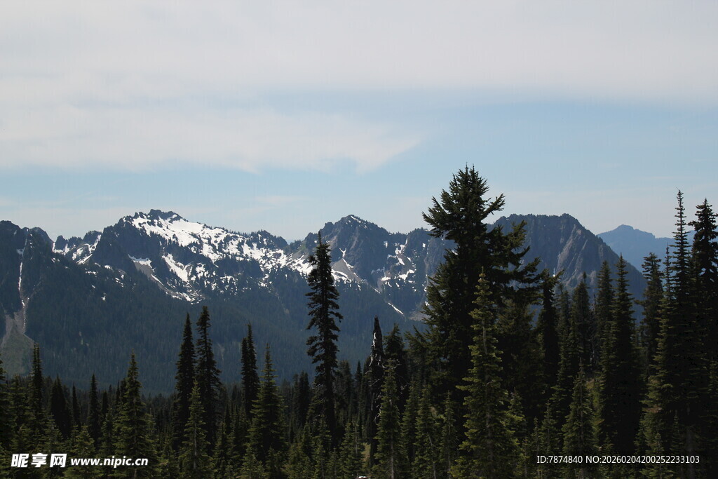 雪山下的茂密森林景观