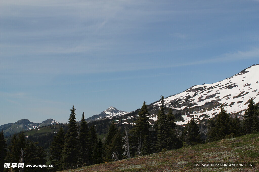 雪山下的森林景观