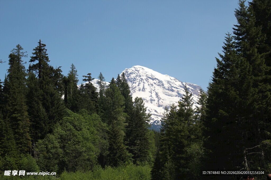 雪山下的茂密森林景观