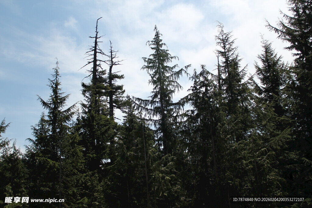 茂密松树林立的自然景致