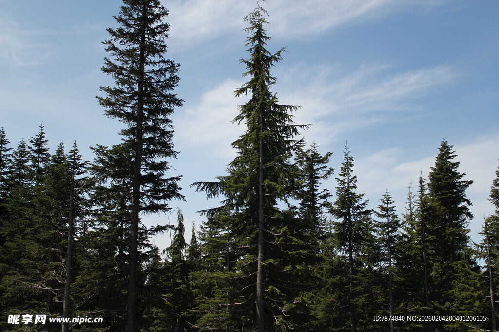 蓝天白云下的茂密松树林