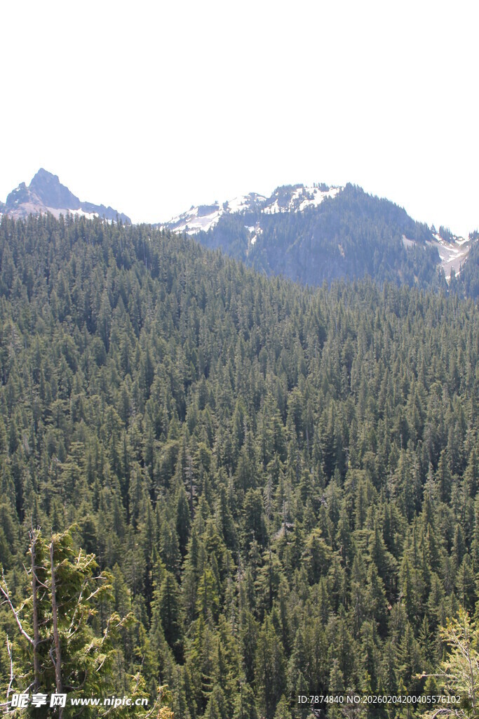 茂密山林与远处雪山景观