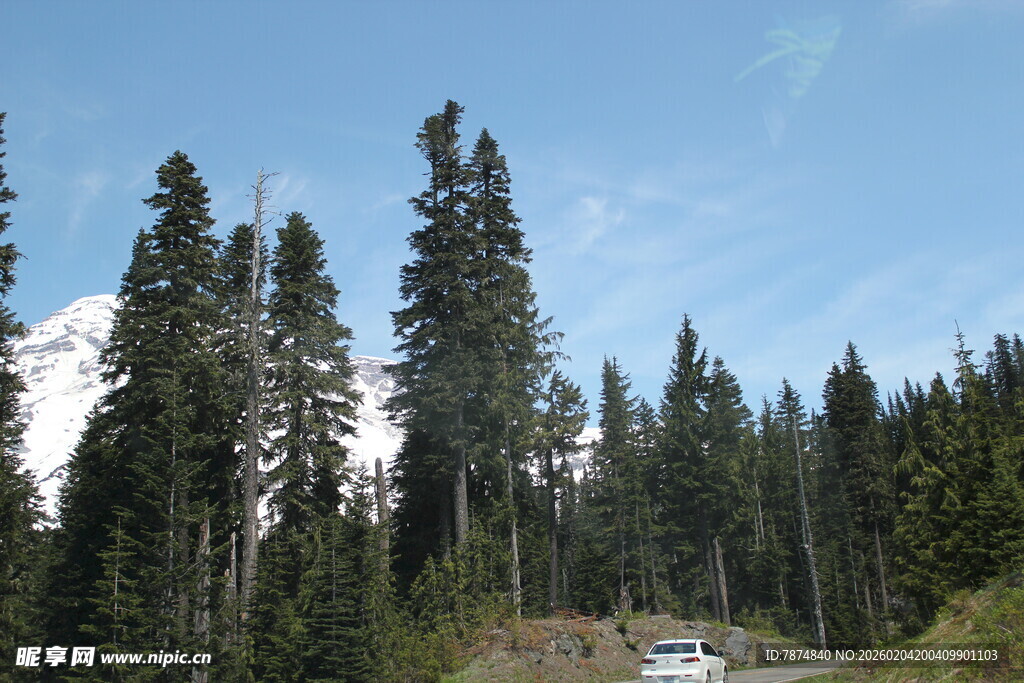 山林间的车辆与挺拔树木