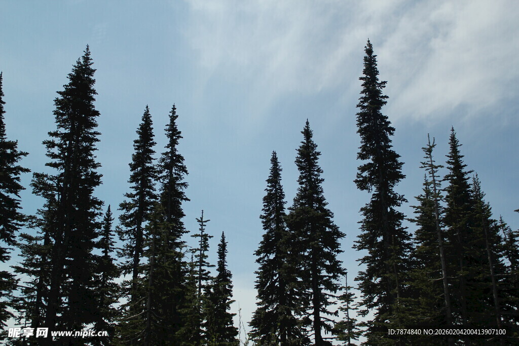 挺拔松树林立蓝天之下