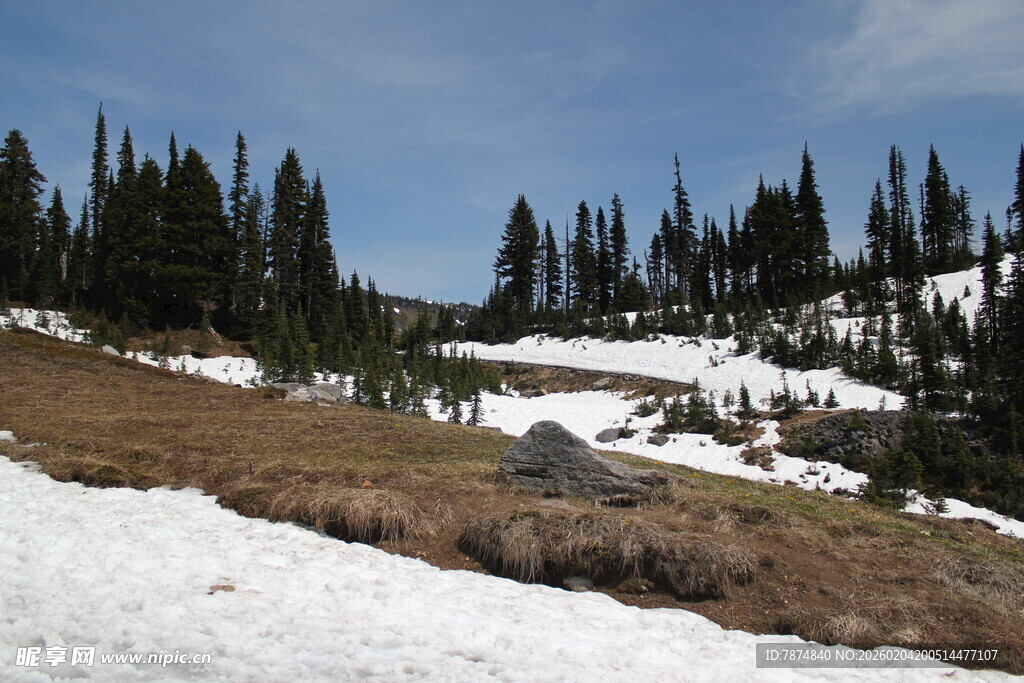 山间雪地与松林美景