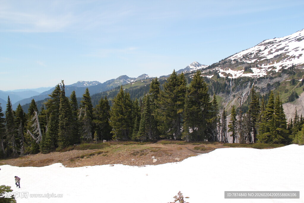 雪山下的森林景观