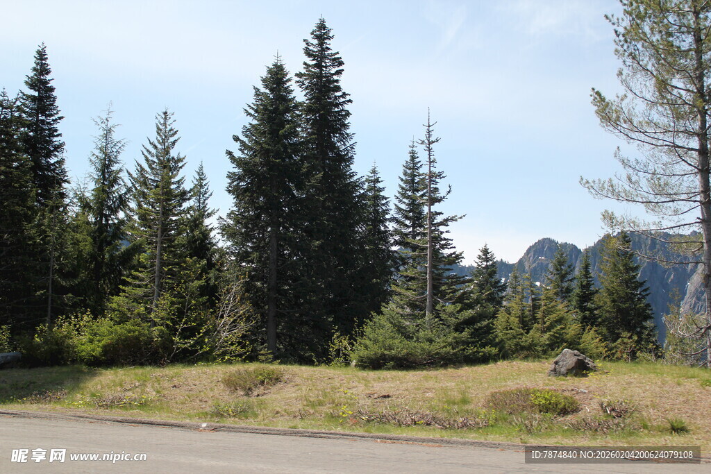 林间公路旁的茂密松树林