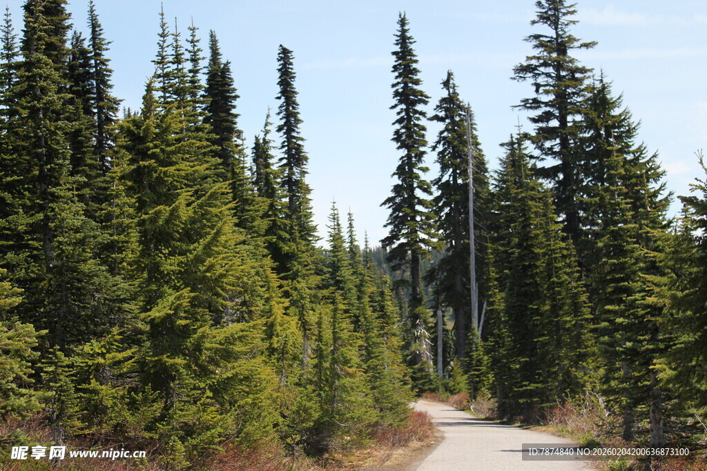 林间小径 穿行翠绿松林