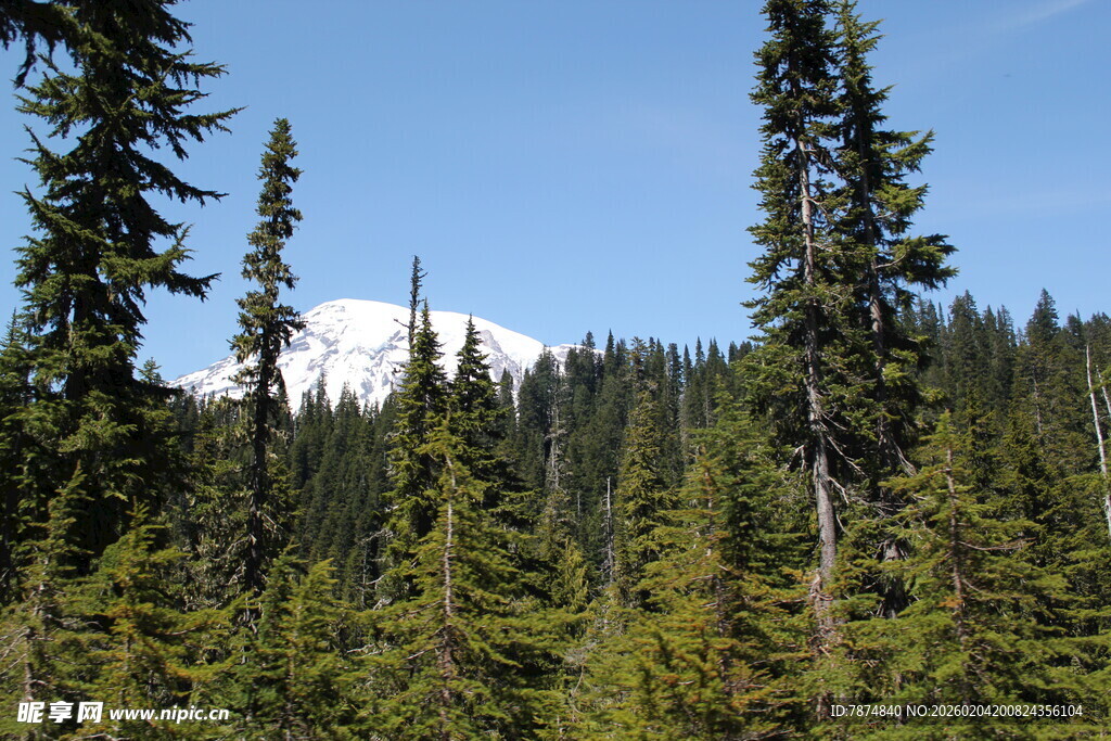 森林中的雪山远景