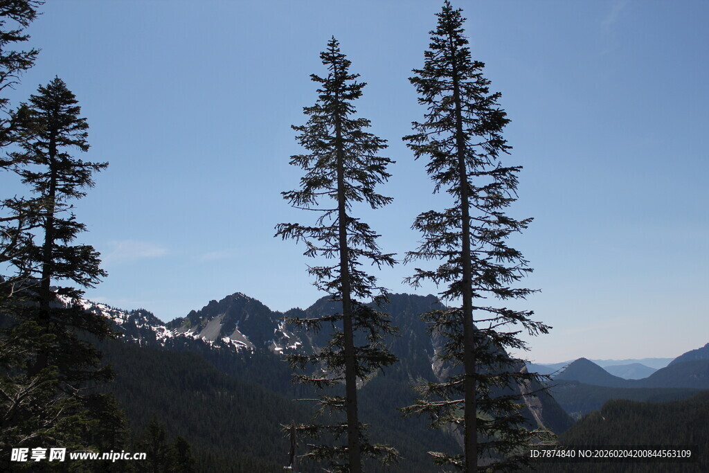 山林间挺拔的松树与远山