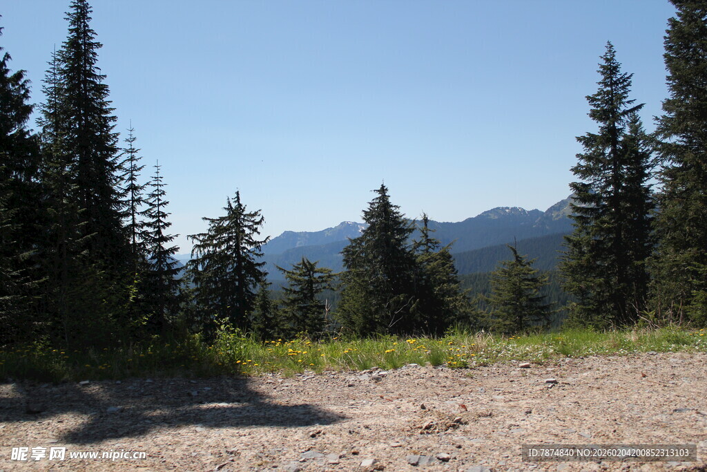 山间开阔地与挺拔松林