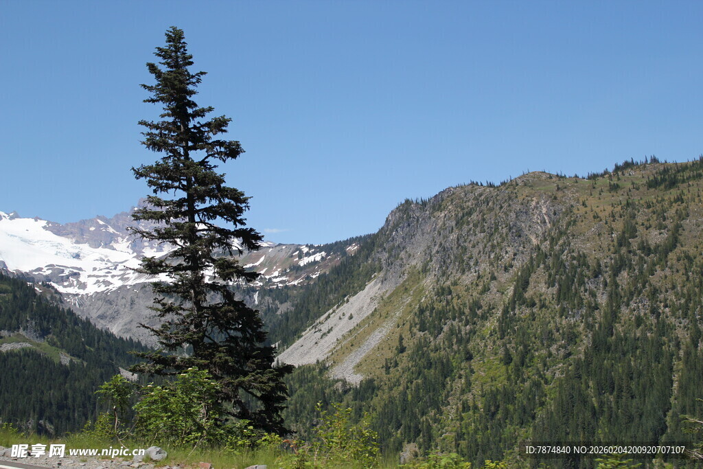 高山旁挺拔的翠绿松树