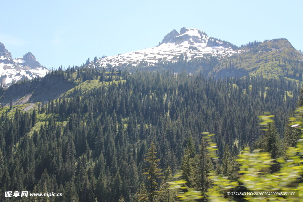 雪山下的茂密森林景观