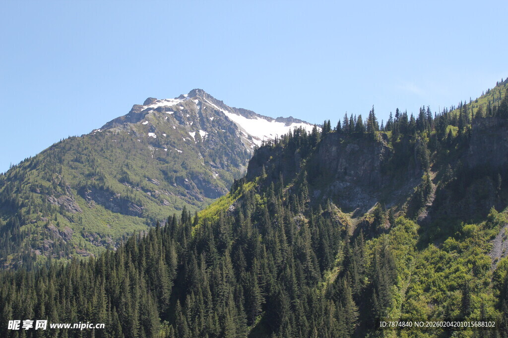 雪山下的茂密森林景观