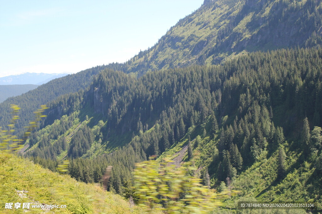 山间葱郁森林景观