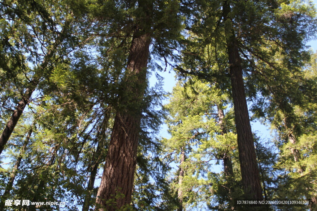仰望茂密森林高大树木
