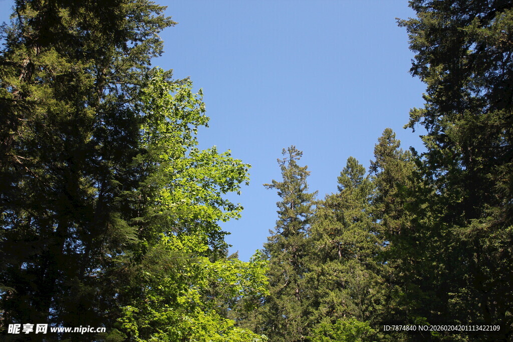 林间蓝天 葱郁树木景致