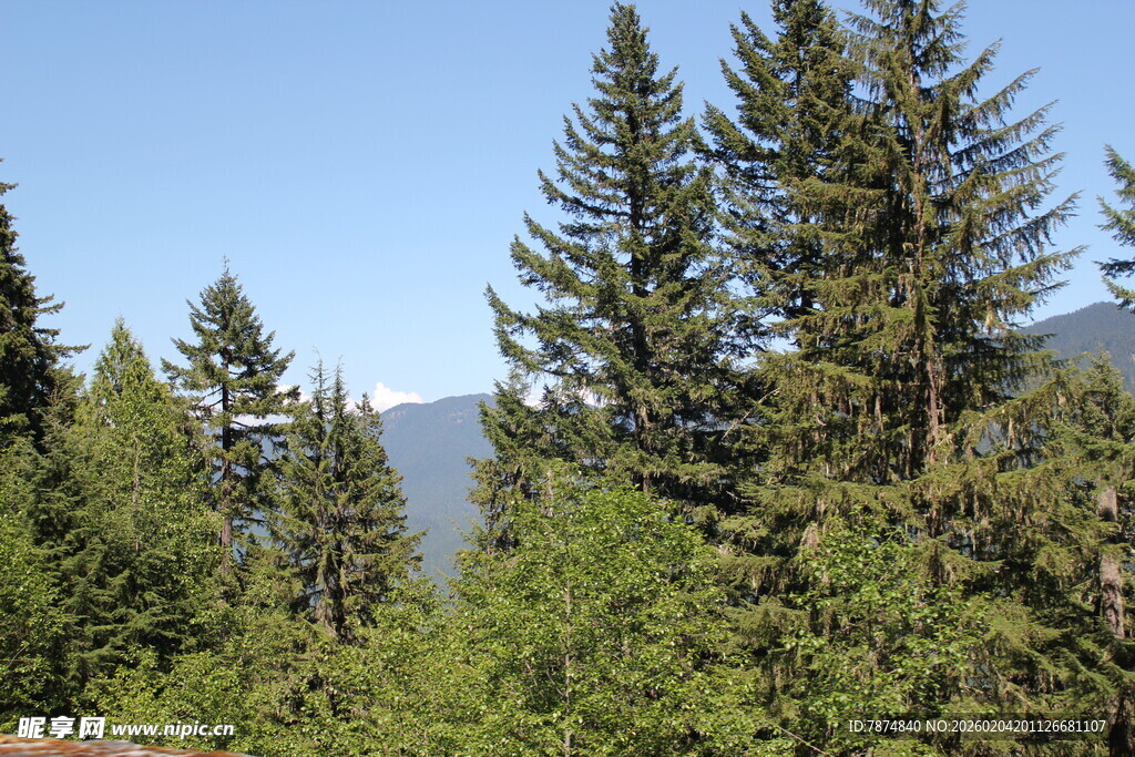 山林中的挺拔松树
