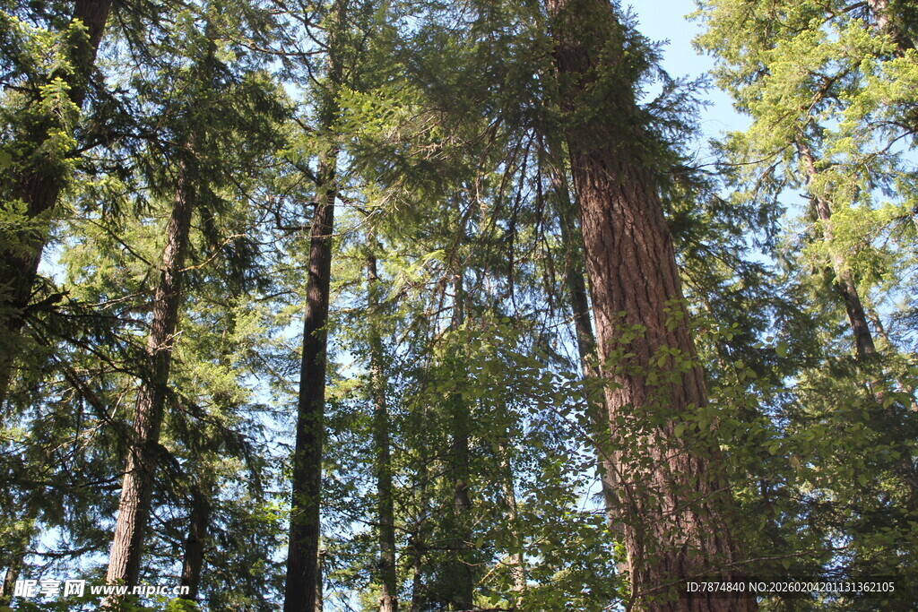 茂密森林中的高大树木