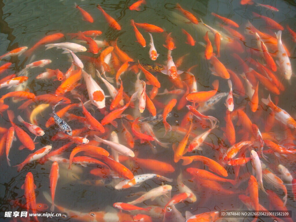 池塘中游动的多彩金鱼