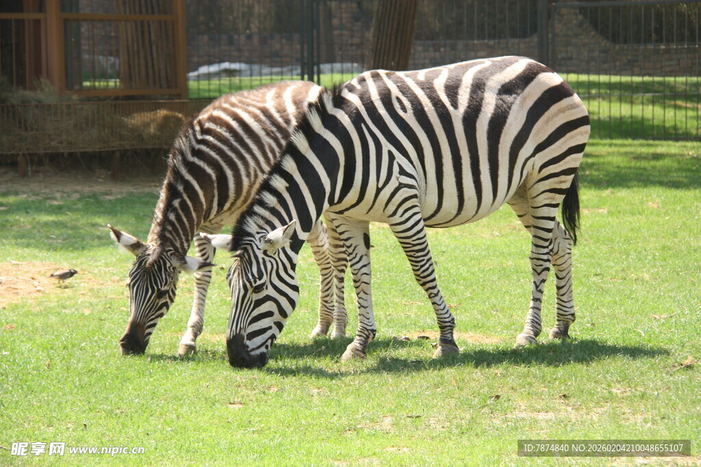 草地上低头吃草的两只斑马