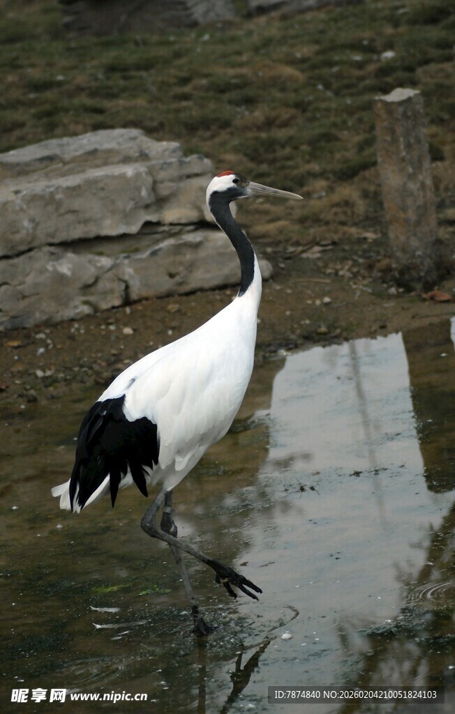丹顶鹤于湿地优雅漫步