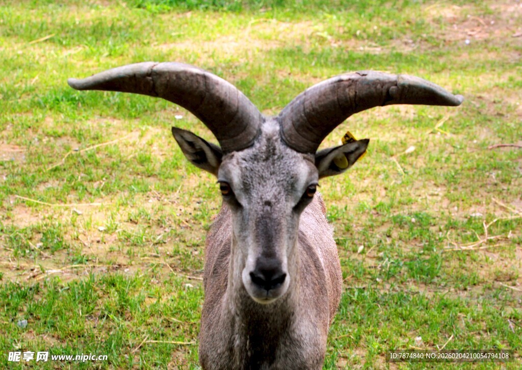 长角山羊站立于绿草地
