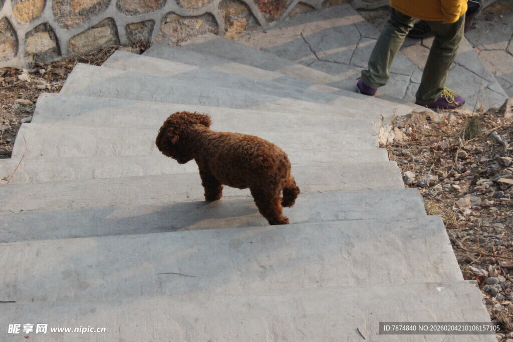 小泰迪在户外的水泥路上