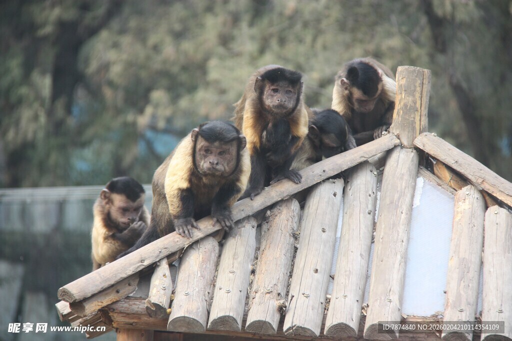屋顶上的几只猴子