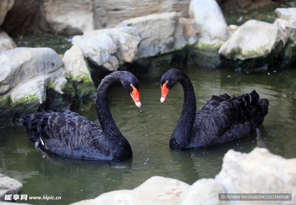 水中双黑天鹅优雅共舞