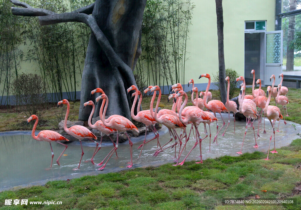 漫步草地的粉色火烈鸟群