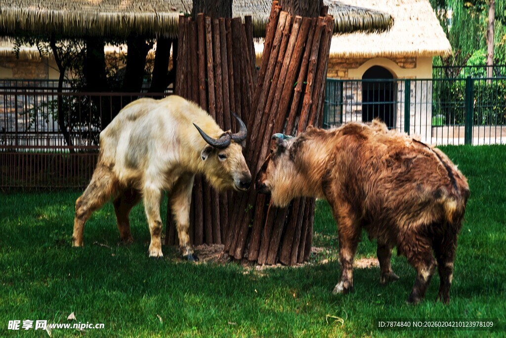 两头羊在木桩旁亲昵互动