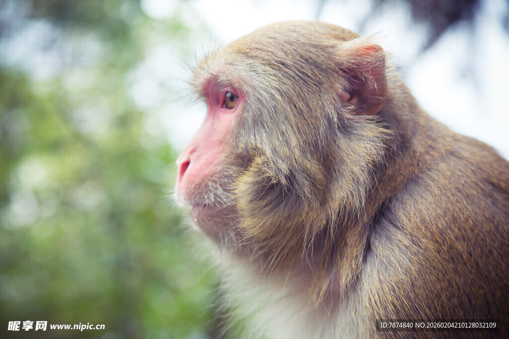 侧头猴子特写