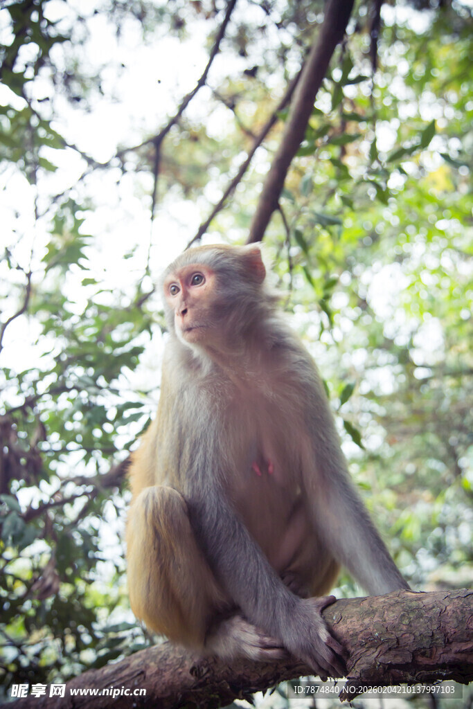 树枝上的猴子