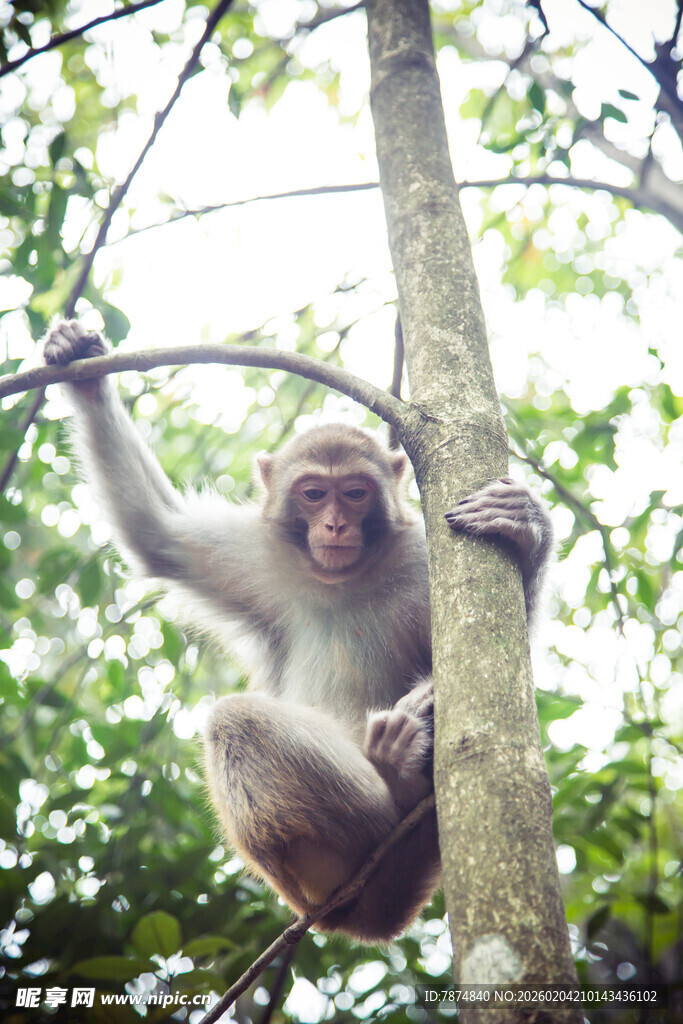 树上猕猴抓枝姿态灵动